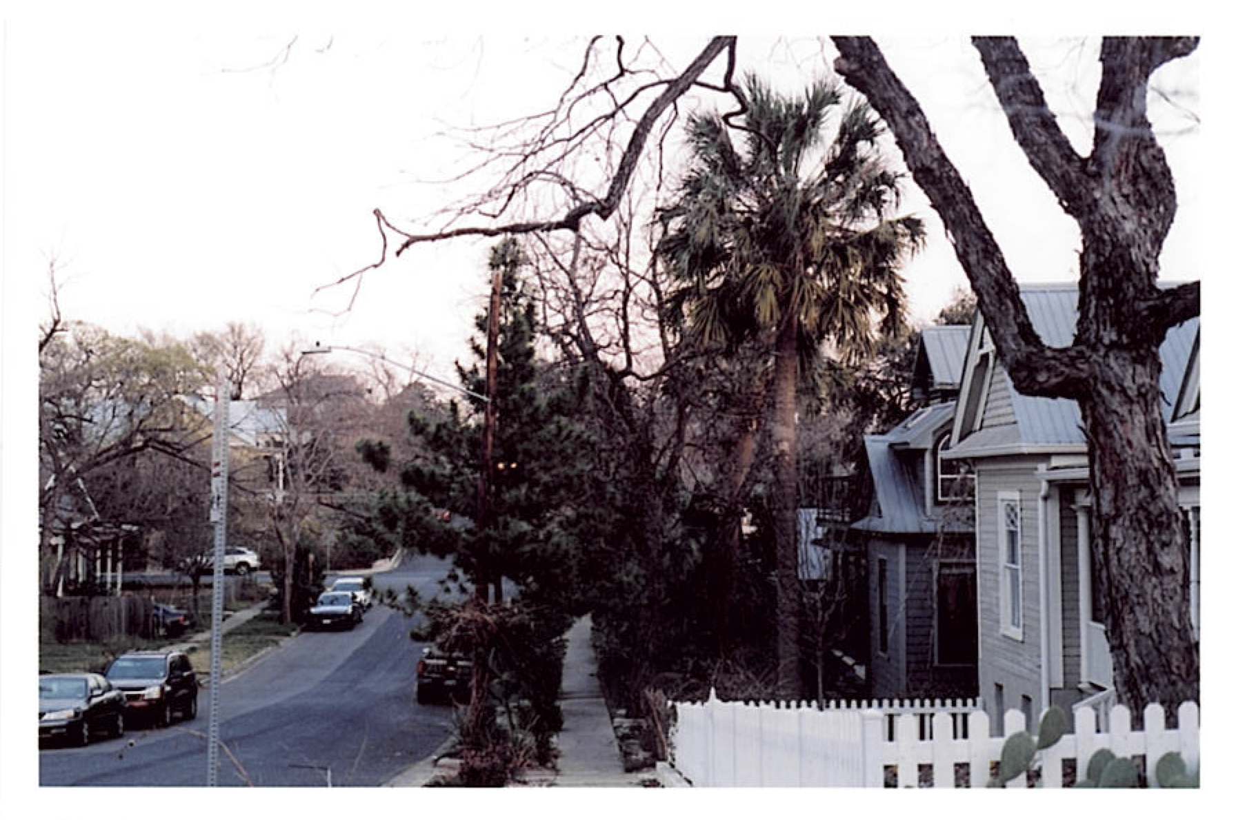 some trees