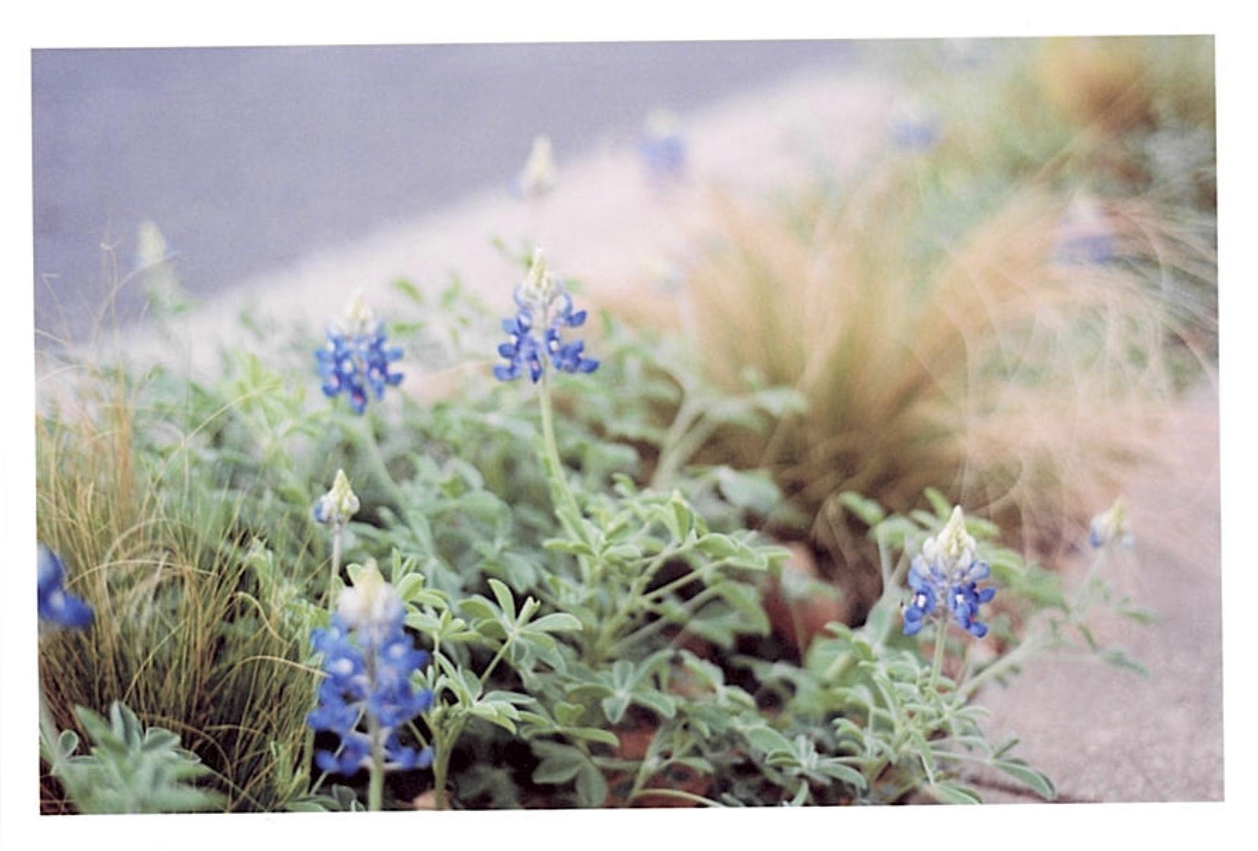 some weeds